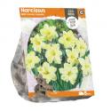 Baltus Narcissus Split Corona Cassata bloembollen per 5 stuks